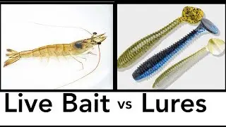 Live Bait vs Artificial || Why?