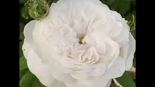 Rosier ancien de Damas 'Rosa damascena Alba Mme Hardy'' Bienvenue au paradis