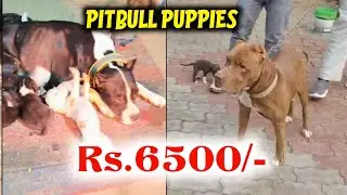 Всего 6500 рупий | Щенки питбуля продаются по низкой цене
