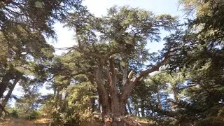 #Arz to #BekaaKafra & #Tannourine #VamosTodosLebanon #Hiking 21-08-2021