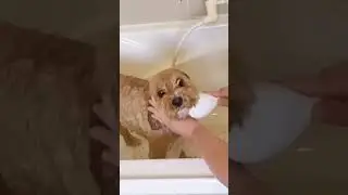 3 совета по мытью морды вашей собаки 🐕 #советыпоуходузасобаками #жизньдлясобаки