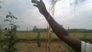 JIFUNZE UTENGEZAJI WA CHANJA BORA YA PASHENI KWA BEI NAFUU