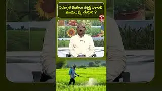 వెడల్పాటి మొక్కలు గుర్తిస్తే ఎలాంటి మందులు స్ప్రే చేయాలి? | T-SAT