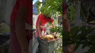 Bee spray #workerbee #beekeeper #beefeater