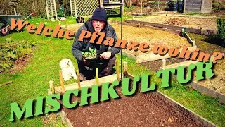 Welche Pflanze wohin?- Mischkultur / Teil 1 / Kleine Beete optimal ausnutzen