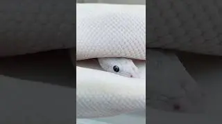 Beautiful Ball Python