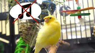 Pourquoi mon canari ne chante pas ? Les raisons et solutions 🐦
