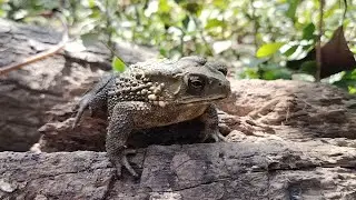 Giant toad relaxes on wood and hides