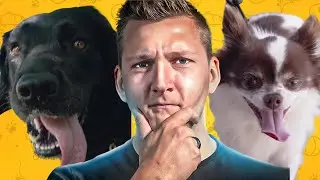 La Différence Entre Avoir Un Chien Éduqué Vs Pas Éduqué