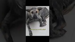 Hairless Rescue Dog Finds Forever Home in #spain 🇪🇸