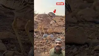Why Does the Killdeer Pretend to Be Injured?😱 || #factshorts​ #facts​ #shorts​  #factfinder#factfile