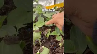 Secret Garden Hacks for Faster Plant Growth#gardening #shorts