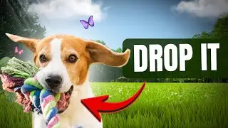 The Fastest Way to Get Your Dog to Drop Anything