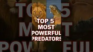 5 Most Savage Predators That RULE Nature! 🦁🐅🦈🦅 #Shorts