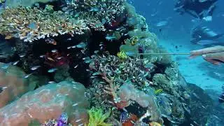 KOMODO - LEAF SCORPIONFISH