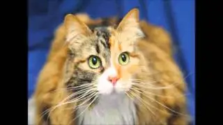 Larimer Humane Society Pets of the Week 11 09 15