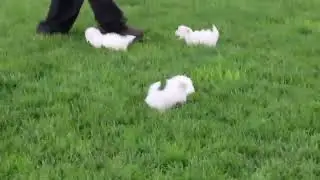 Maltese Puppies For Sale