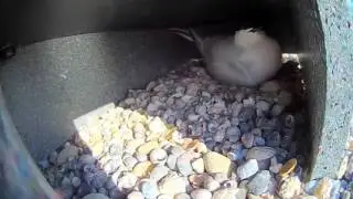 Roseate tern