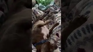 Tank is comfy #furbabies #cuteanimals #cutedog #chiweenie