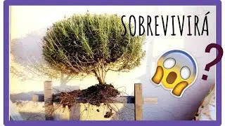 CÓMO TRASPLANTAR una planta de LAVANDA 🐝🍀 al Huerto Urbano 🍀🐝 y en qué tener [CUIDADO]