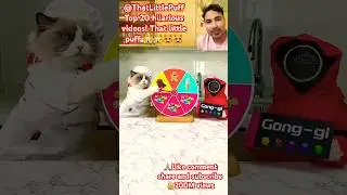 The ULTIMATE Funny Cat Compilation!#@ThatLittlePuff #cat#trending#ai#squidgame #shorts#funny#pets#yt