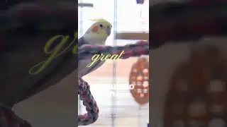 Bird Training Made Easy
