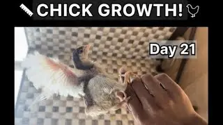 Day 21: Chicks Are Flying! #chicks #ducklings #viral #pets 