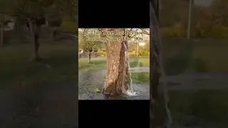 This Tree Has Been Gushing Water Since The &lsquo;90s 😳 #interesting