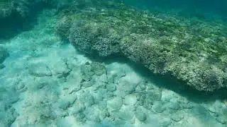Snorkeling - Nov. 2025 @ Some Island, Bahamas