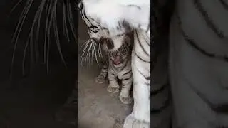 White Tiger | white tiger baby | #whitetiger #whitetigers