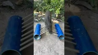 Creative boar Trap - Minute Experiment boar Trap Make From Two PVC #animals #shorts #wildanimal