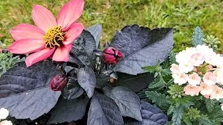 Full sun summer container ideas | Garden Basics