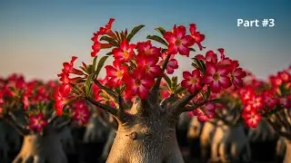 DO THIS! After Pruning Adenium To Make It LUSH And FLOWER ABUNDANTLY! Part #3