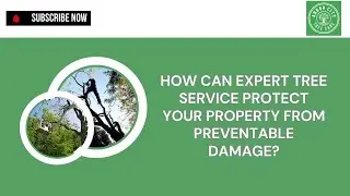 Will My Insurance Cover Tree Removal When Handled By A Professional Tree Service?