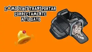 CÓMO DEBES TRANSPORTAR CORRECTAMENTE A TU GATO.