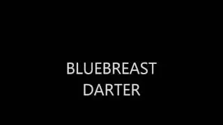 Bluebreast Darter