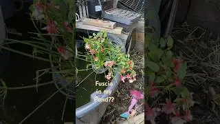 Trying something new #fuscia floating in my pond #pondplants #plantique101 #pondlife