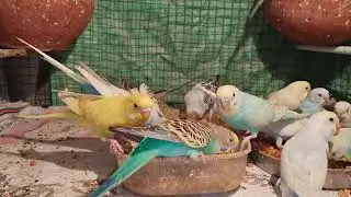 Best Natural Supplements Vitamin and minerals s. Calcium For Bird Breeding Progress 