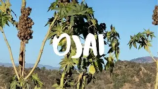 Drive through Ojai, California 4K