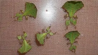 The weirdest pet - 5 living leaves (Phyllium giganteum) [Inferion7]