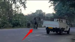 STOP! Wildlife Crossing 🐘 | Essential Road Safety when Elephants are Around😱