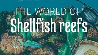 The fascinating world of Shellfish reefs - Ocean Wildlife documentary