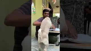 How Lucy the Pug fights😘  #dogshorts #pug #mypug #puglife #labrador #speakpug #doglover #cute #pets