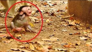 Ah!! Why baby make a nasty to leader ? Brave baby scare a little boss | Baby so beautiful #352