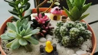 What are succulents? II Tell me about24