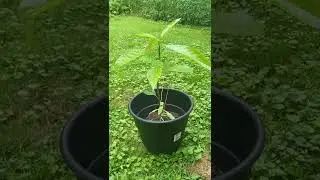 #grantsforplants