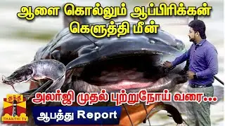 ஆளை கொல்லும் ஆப்பிரிக்கன் கெளுத்தி மீன் - அலர்ஜி முதல் புற்றுநோய் வரை... - ஆபத்து | Report