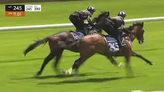 NZB Ready To Run Contributer x Bewildering Colt