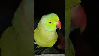 Mitthu (parrot) whistling vivo message tone (whistle)😘🐦