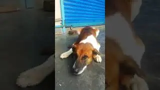 Lazy Dog | sleeping #Shorts